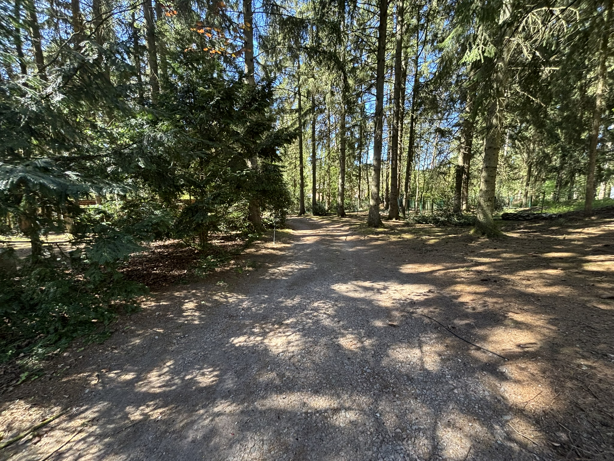 Wald Zufahrt