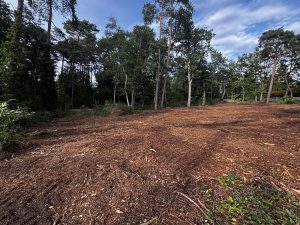 IMG_1253